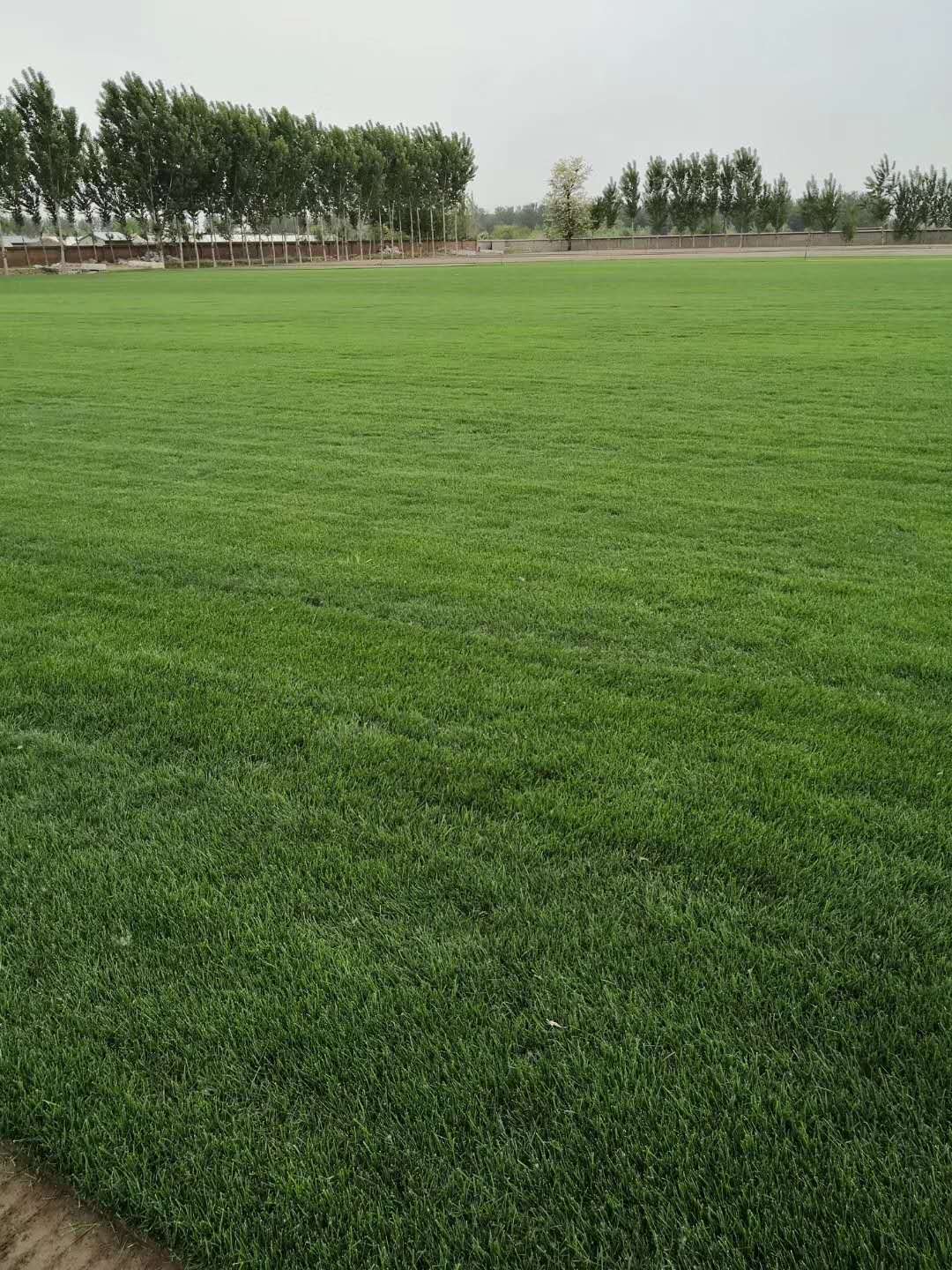 北京高羊茅草坪